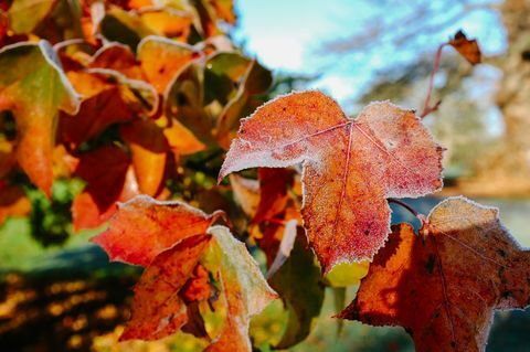 Frostige blade i haven i efteråret