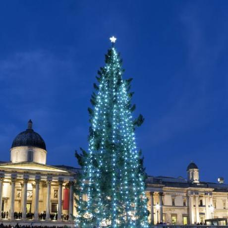 det årlige enorme juletræ foran nationalgalleriet på Trafalgar Square, London, Storbritannien