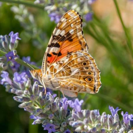 malet dame sommerfugl på en vild lavendelblomst i stærkt sollys om sommeren