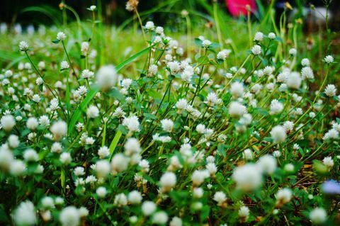 Nærbillede af hvide blomstrende planter på marken