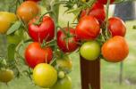 Sådan dyrkes tomater