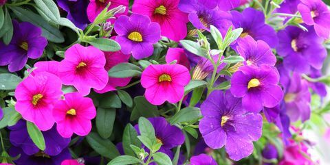 sengeplanter pink lilla calibrachoa blomster i blomst