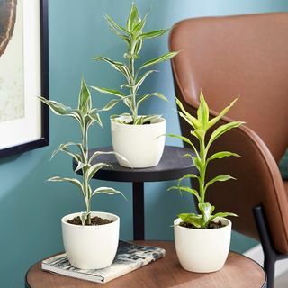 Dracaena-samling efter planteteori | 35 cm Victory, Gul Guld & White Stripe Dracaenas | 3 x 9 cm gryder