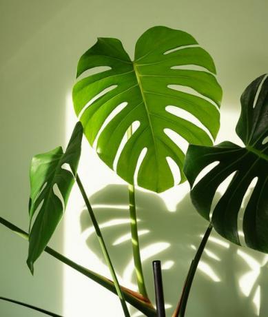 schweizisk osteplante monstera deliciosa stueplante