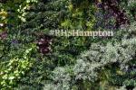 Resterende RHS-blomstershows annulleret i 2020, inklusive Hampton