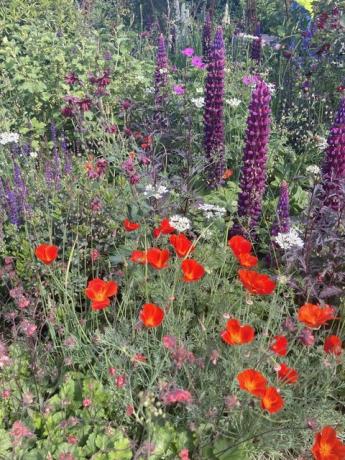 chelsea flower show vilde planteideer