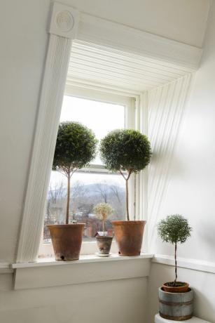 vindue med planter