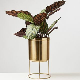 Guld Iron Plant Pot & Stand Large