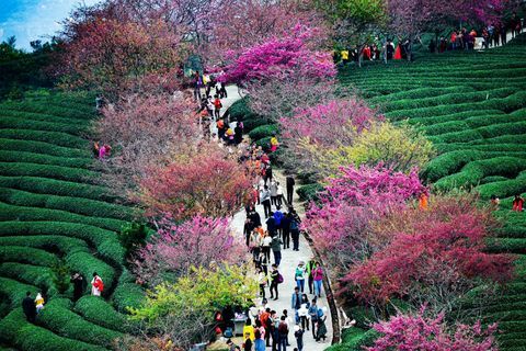 Kirsebærtræer ved en teplantage i Yongfu Town i Longyan, Fujian Province of China