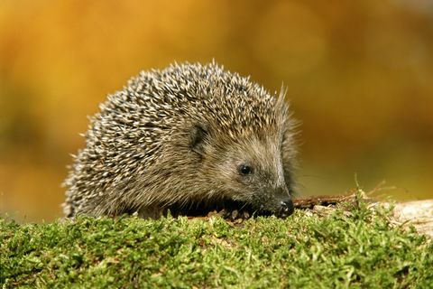 pindsvin erinaceus europaeus udendørs, tæt på