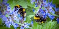 Hvordan vi kan redde menneskelig race med sukker og vandblanding - redd bierne
