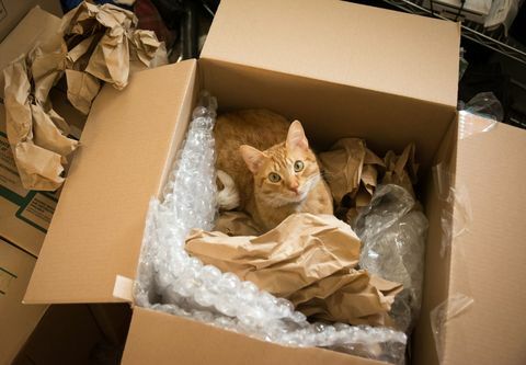 Kat i en bevægelig kasse