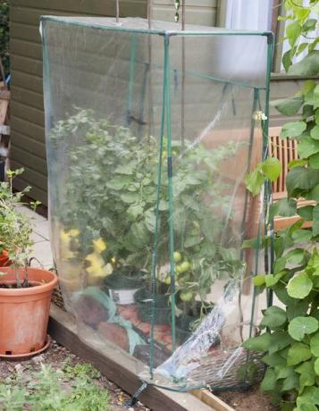 Tomatplanter dækket til beskyttelse