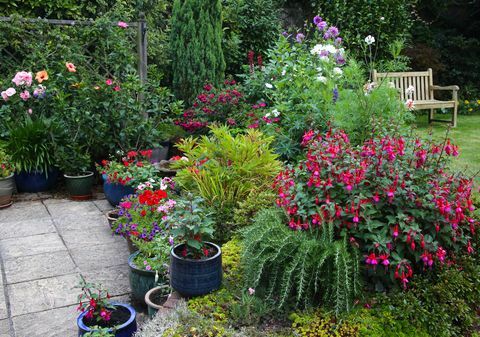 Lyse blomster i engelsk have med terrassepotter og blomsterbede.