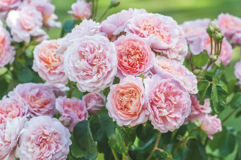 David Austin Roses afslører to nye engelske Rose-sorter på RHS Chelsea Flower Show