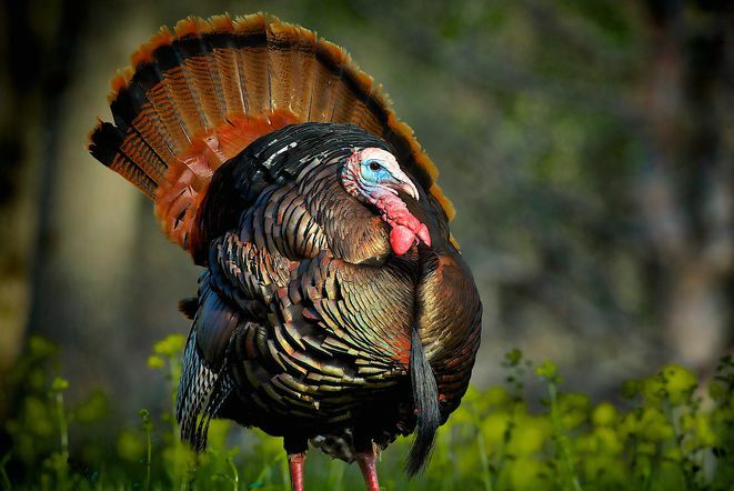 Sjove fakta om Thanksgiving Day - Benjamin Franklin Turkey National Bird
