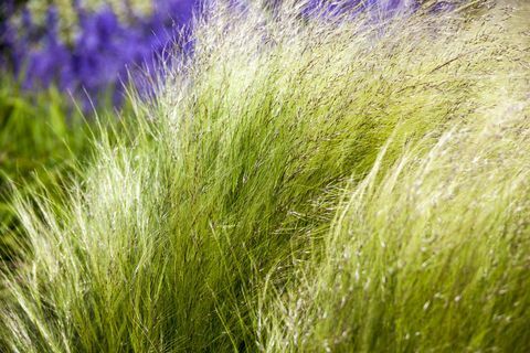 Pyntegræs Stipa (syn. Nasella) tenuissima