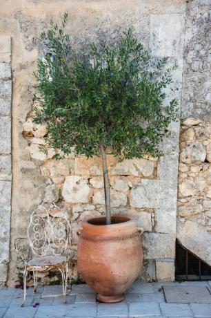 et oliventræ i en stor vase og en jernstol i gården til en bondegård i val di noto, Sicilien