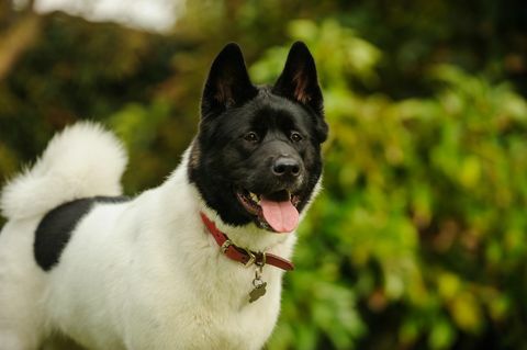 Akita hund