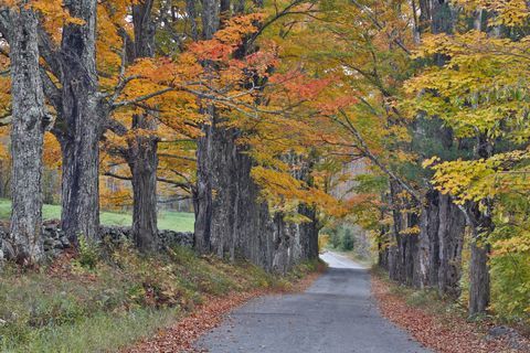 sukker bakke, new hampshire, skov