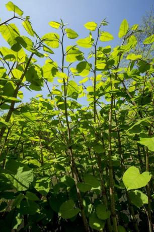 Japansk knudeveed, Fallopia japonica