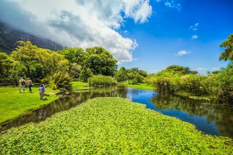 Kirstenbosch Haver