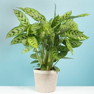 Calathea Leopardina