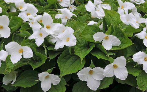 tropiske-planter-trillium-grandiflorum