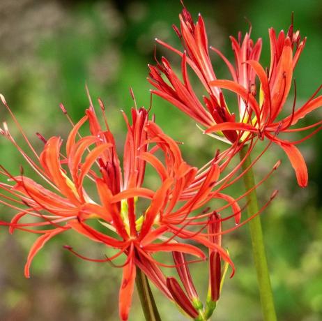 kantplante, nærbillede af smukke, livlige røde neriner, der blomstrer på en solskinsdag i en landhave om sommeren, også kendt som juvellilje, neriner gør en slående udstilling i sensommerhaven