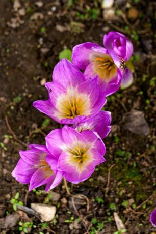 efterår syren krokus blomstrer i haven i september oktober