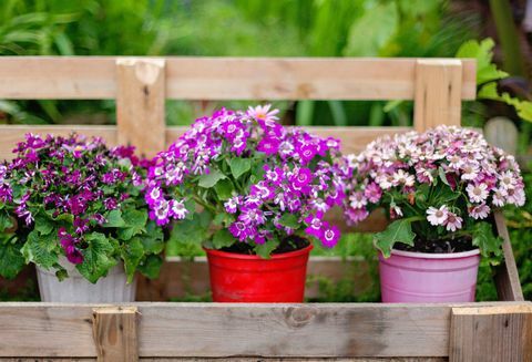 Blomster og planter på potter udendørs