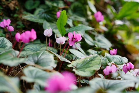 kantplanter, havekantplanter, februar-kantplante, hårdfør cyclamen