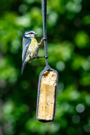 Urbant dyreliv med en bluetit (cyanistes caeruleus), der ligger og fodrer fra en havefuglfoderføder