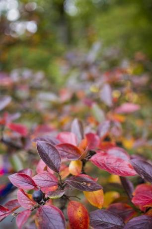 lyse efterårsbaggrundsblade og frugter af chokeberry bush foto i høj kvalitet