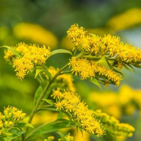 solidago canadensis canadisk gyldenrod gul sommerblomster medicinalplante