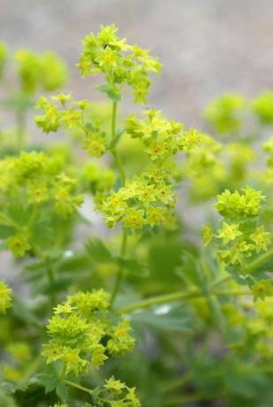 Blomster, der blomstrer i juli