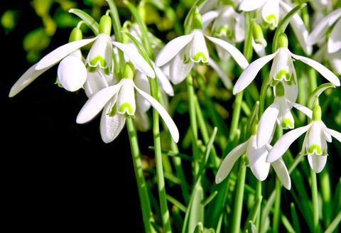 Snowdrops vokser mod en sort baggrund.