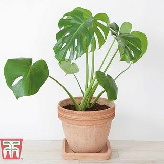 Monstera deliciosa, schweizisk osteplante