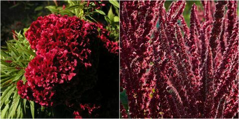 Røde blomster: Røde Amaranthus og Røde Celosia