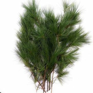 Frisk Eastern Pine Bough 