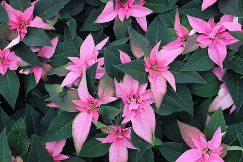 Pink Poinsettia, eksklusivt til Wyevale Havecentre