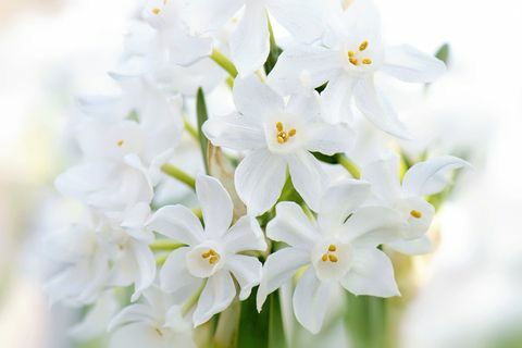 'Papir hvide' påskeliljer - Narcissus panizzianus hvid Forår blomstrende påskeliljer