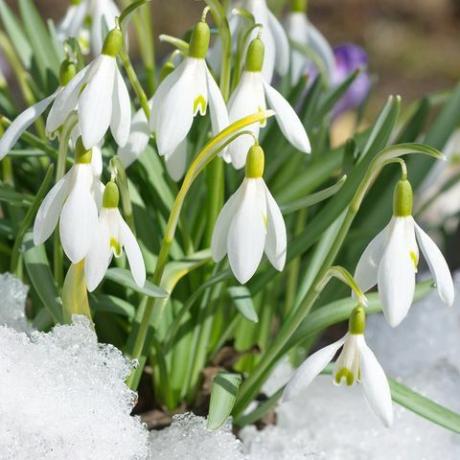 Galanthus woronowii snedrop