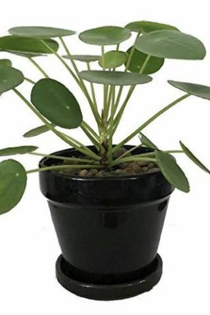 Pilea peperomioides, 4-tommers gryde