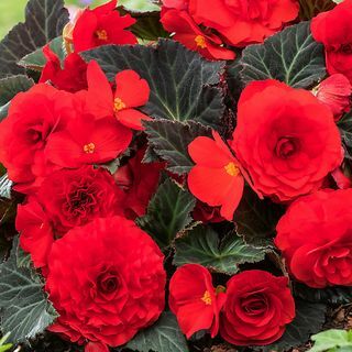 Begonia Mocca Red Summer Sengeplante 17cm, pakke med 2