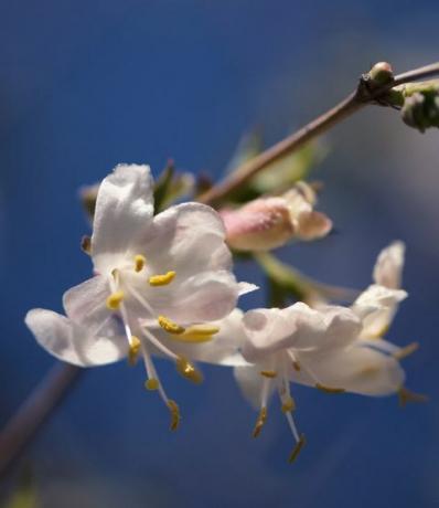 Vinterblomstrende kaprifolium blomstrer mod en klar blå himmel