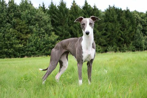 Whippet hund sidder udenfor