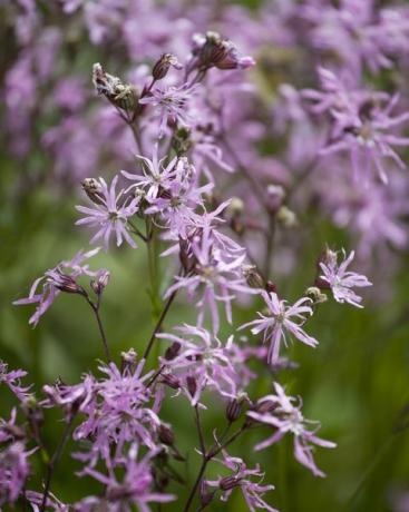 nærbillede af pjaltet robin blomst vokser i vildblomst eng