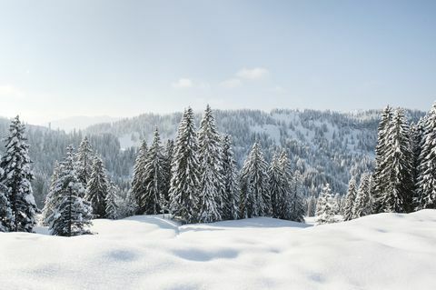 Snedækket landskab og stedsegrønne planter i Tyskland