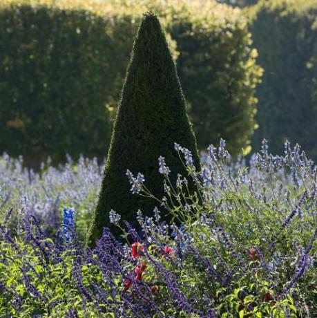 afklippede kegleformede takstræer taxus og lavendel lavandula, Frankrig